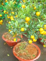 Orange tree 2 pots