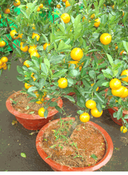 Orange tree 2 pots