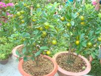 Orange tree 2 pots medium