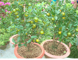 Orange tree 2 pots medium