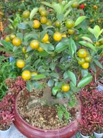 Orange tree