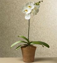 Orchid  