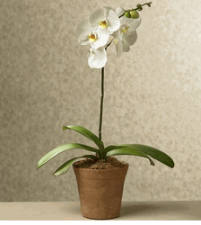 Orchid  