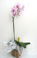 Orchid Arranged