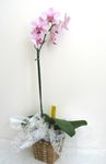 Orchid Arranged