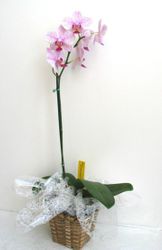 Orchid Arranged
