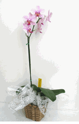 Orchid Arranged
