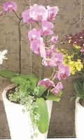 Orchid Arrangement