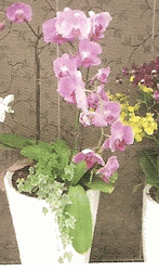 Orchid Arrangement