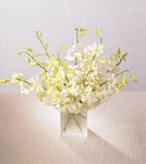 Orchid Bouquet