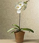 Orchid in Terra Cotta Styled Planter 