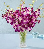 Orchid Large bouquet