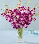 Orchid Large bouquet