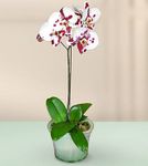  Orchid Plant 