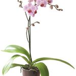 Orchid (Plant)