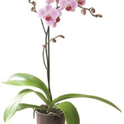 Orchid (Plant)
