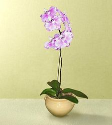 Orchid Plant