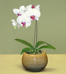  Orchid Plant