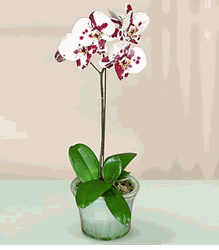  Orchid Plant 