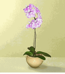 Orchid Plant