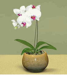  Orchid Plant