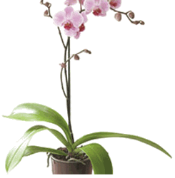 Orchid (Plant)