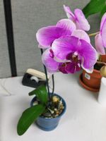 Orchid plant (large)