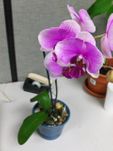 Orchid plant (large)