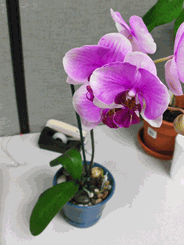 Orchid plant (large)