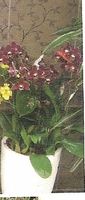 Orchid purple