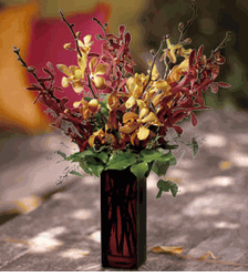 Orchid Splendor