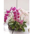 Orchid Plant Sympathy 