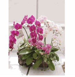 Orchid Plant Sympathy 