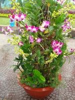 Orchid tree