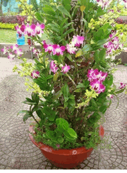 Orchid tree