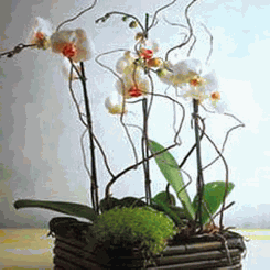Orchid White 3 Sprays