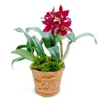 Orchids 01-Cattleya red