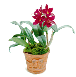 Orchids 01-Cattleya red