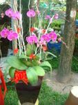 Orchids 10 Stems