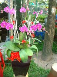 Orchids 10 Stems