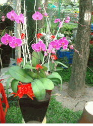 Orchids 10 Stems