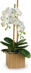 Orchids
