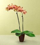 orchids
