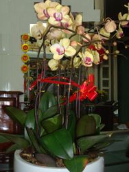 Orchids