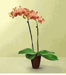 orchids