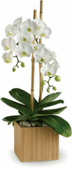Orchids