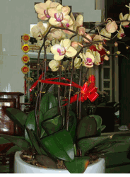 Orchids
