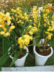 Orchids 2 pots