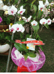 Orchids 5 stems