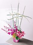 Orchids Arragements